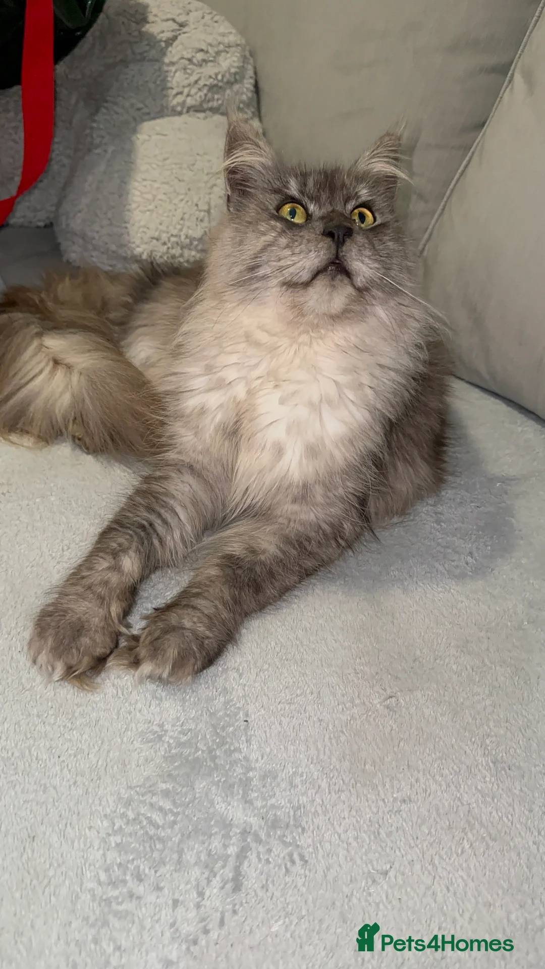 Maine Coon cats for sale: TICA MAINE COON KITTENS - Advert 20