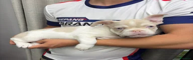 French Bulldog 3