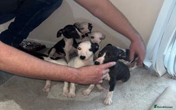 Whippet dogs for sale: whippet puppy’s  - Image 3