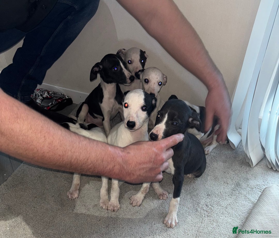 Whippet dogs for sale: whippet puppy’s  - Image 3