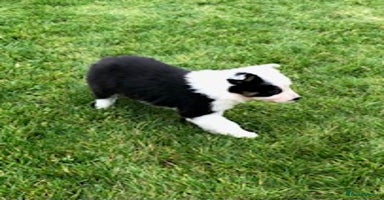 Border Collie dogs - Advert 9