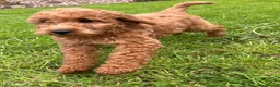 Goldendoodle dogs for sale: Mini Irishdoodle Ready now! health tested parents - Advert 25