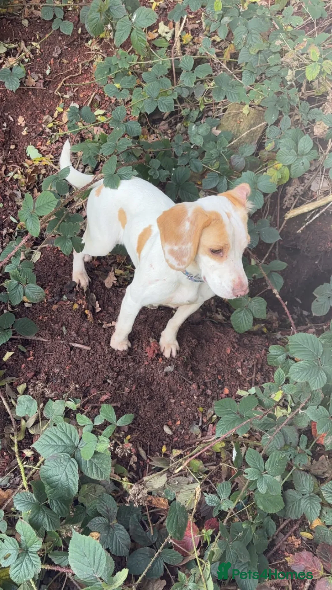 Bocker dogs for sale: Beagle/cocker spaniel  in Llangefni - Advert 1