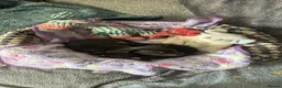 Chiweenie dogs for sale: Chihuaha X Dachshund - Advert 2