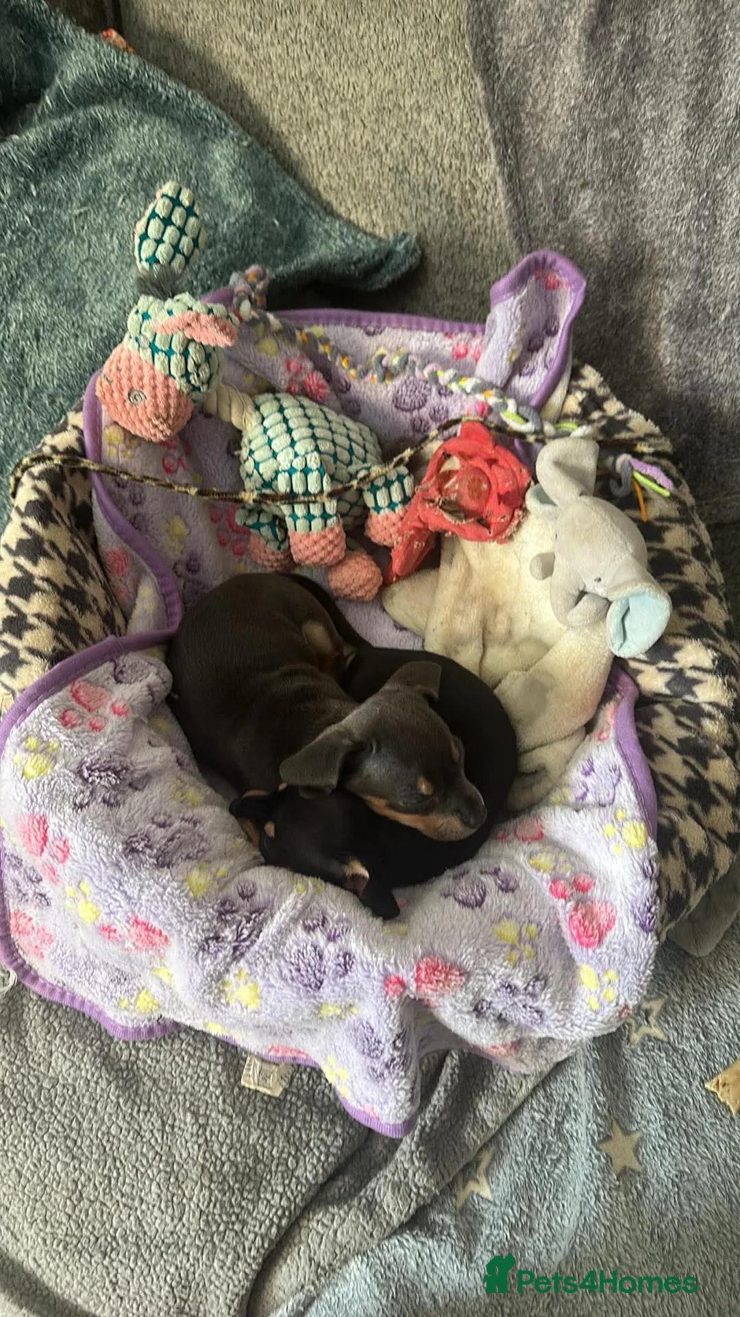 Chiweenie dogs for sale: Chihuaha X Dachshund - Advert 2