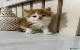 British Longhair cats for sale: Beautiful Fluffy Long-Haired British Tabby Kittens - Image 6