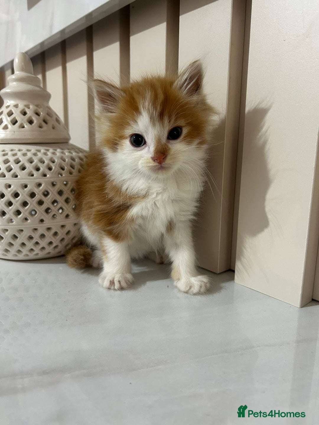 British Longhair cats for sale: Beautiful Fluffy Long-Haired British Tabby Kittens - Image 6