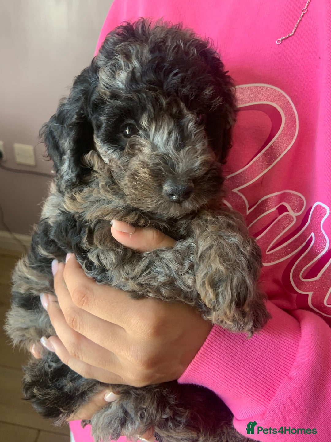 Cockapoo dogs for sale: Cockapoo puppies ready soon - Image 5
