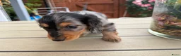 Miniature Dachshund dogs for sale:  Adorable Miniature Dachshund Puppies - Advert 33