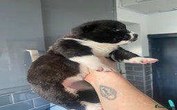 Akita dogs for sale: Chunky American Akita puppies - Image 4