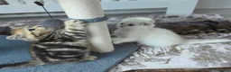 Scottish Fold cats for sale: 3 Adorable Scottish fold kittens 💙  - Advert 12