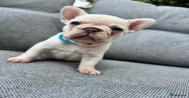 French Bulldog dogs - Advert 6