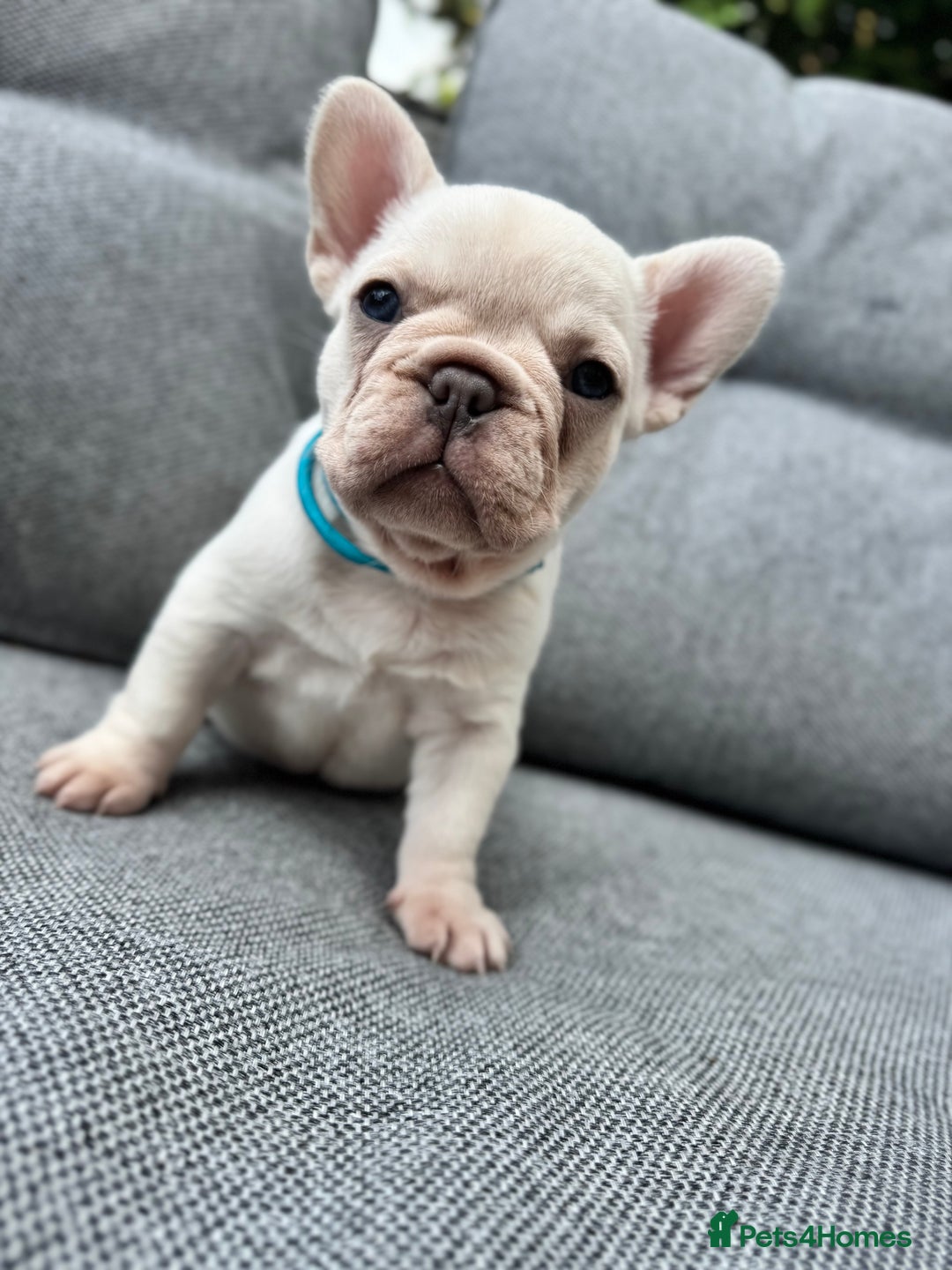French Bulldog dogs for sale: French bulldog puppies health tested, ready  - Image 1