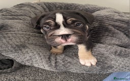 Mixed Breed dogs for sale: English bulldog French bulldog mix  - Image 2