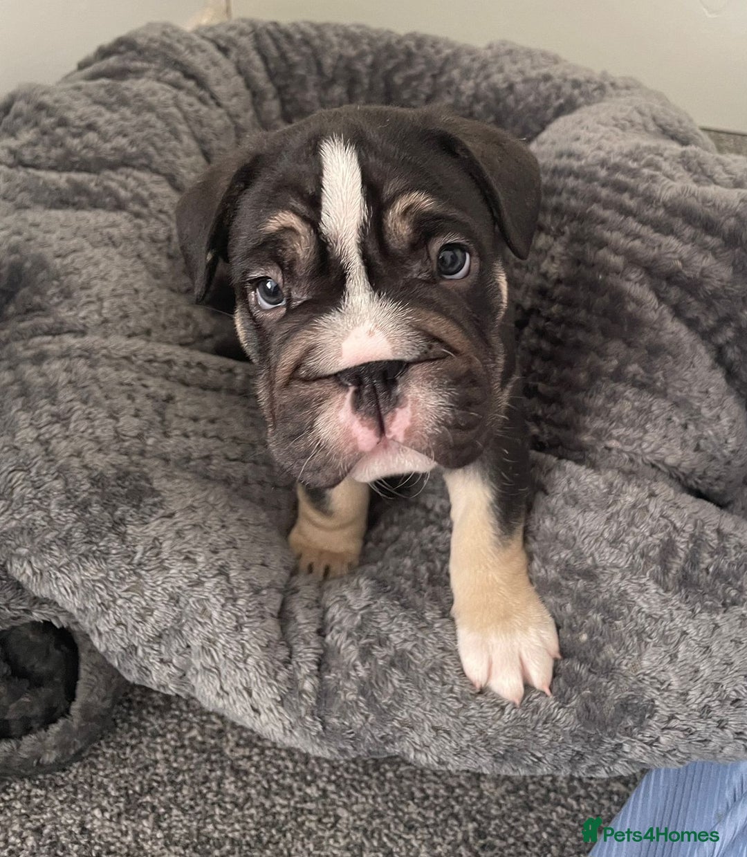 Mixed Breed dogs for sale: English bulldog French bulldog mix  - Image 2