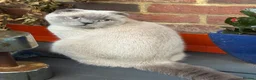 Scottish Fold cats for stud: Scottish fold  - Advert 3