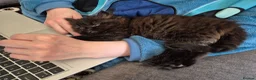 Mixed Breed cats for sale: Beautiful Black Ragdoll x Persian Kitten Ready Now - Advert 5