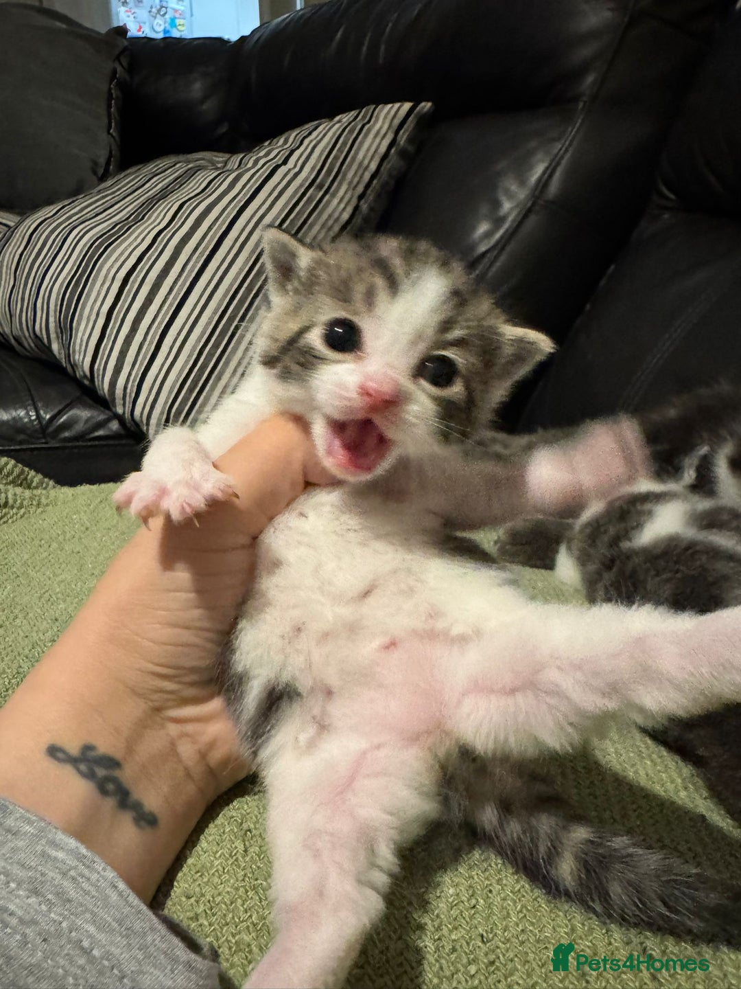 Mixed Breed cats for sale: Russian Blue x Tabby - Advert 22