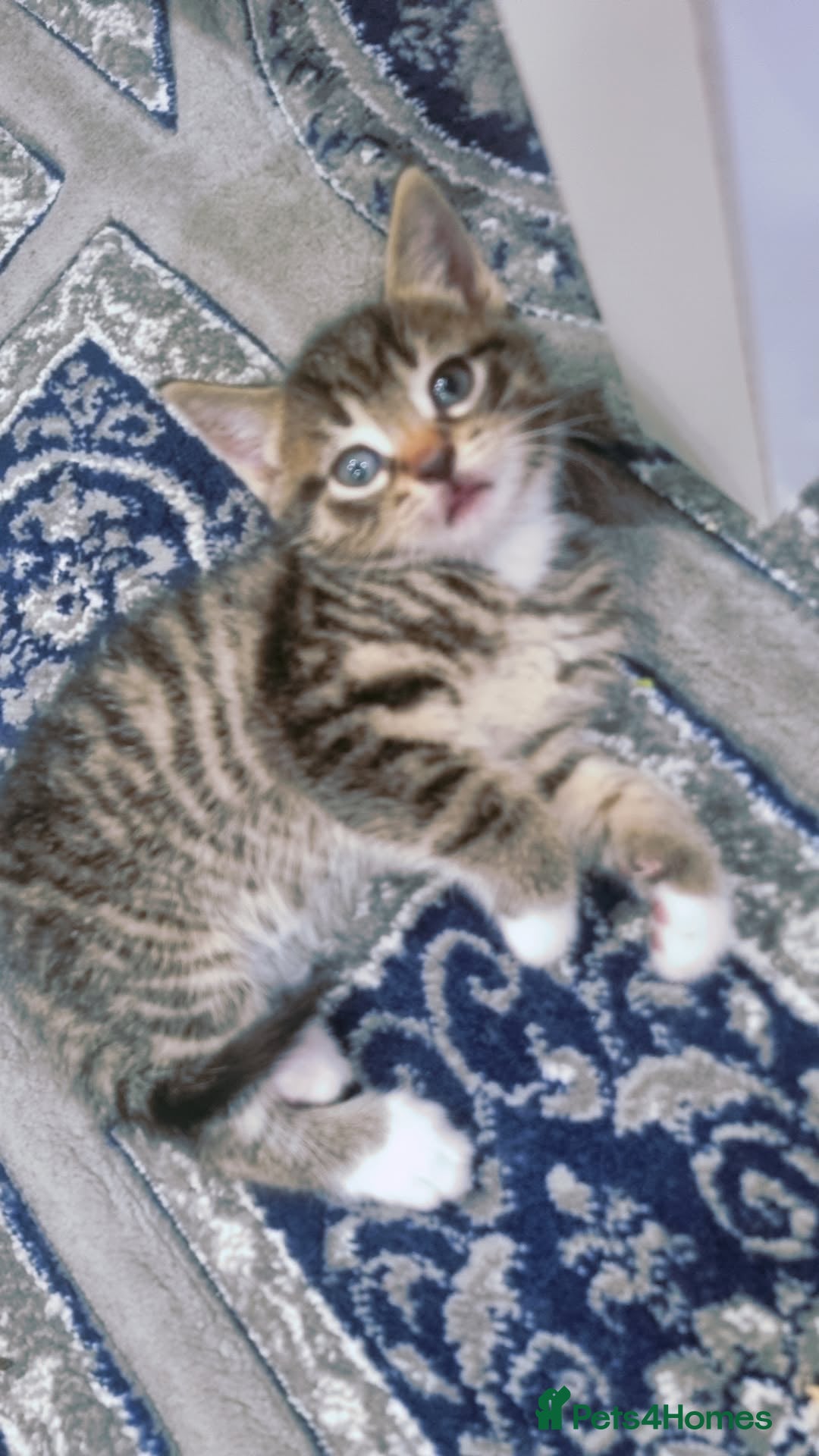 British Shorthair cats for sale:  Cat male kitten - Advert 3