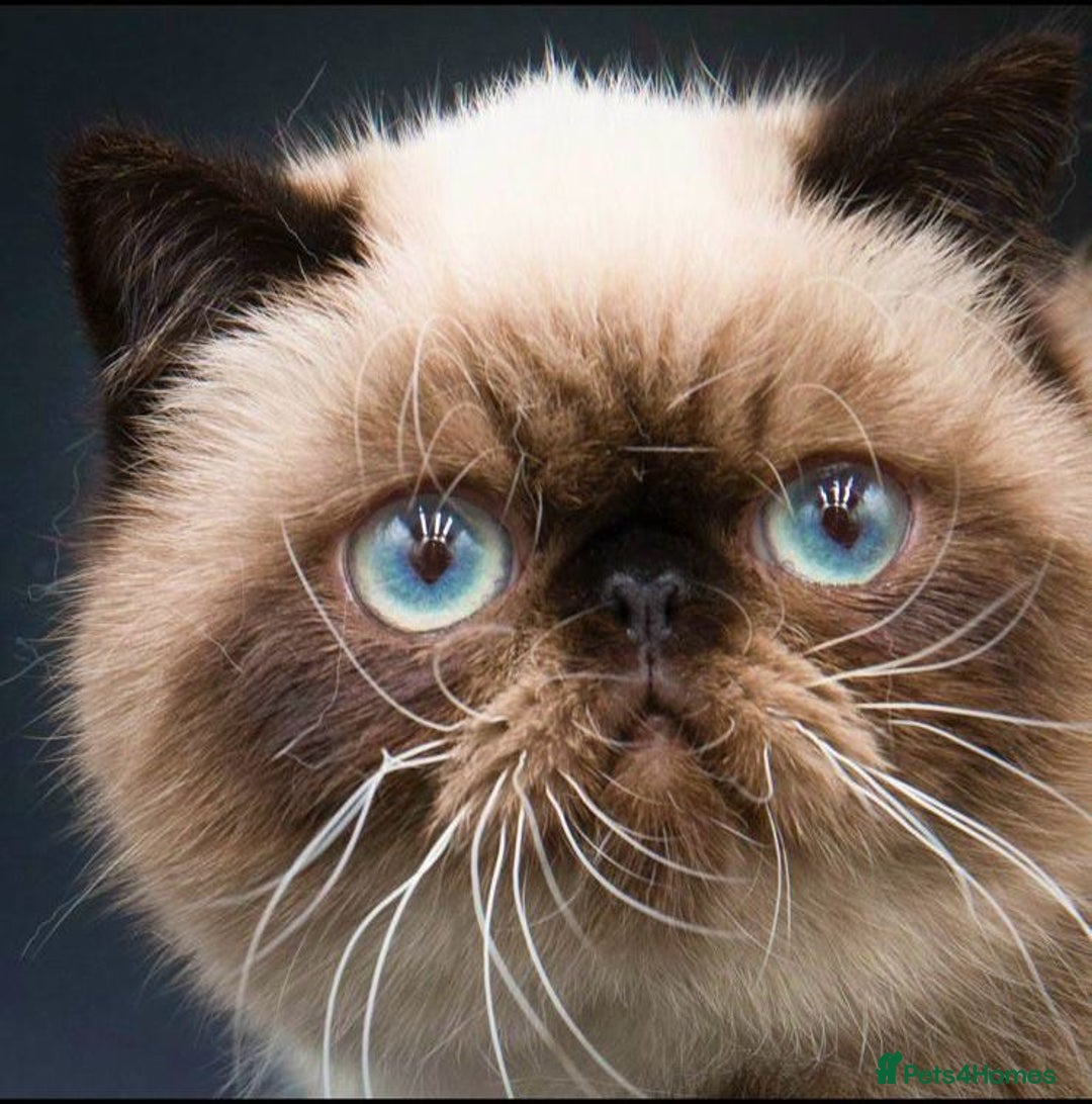 Exotic cats for stud: Exotic Male For Stud in Birmingham - Image 3