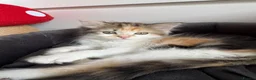 Mixed Breed cats for sale: 2 female mixed breed kittens in Bristol - Advert 2