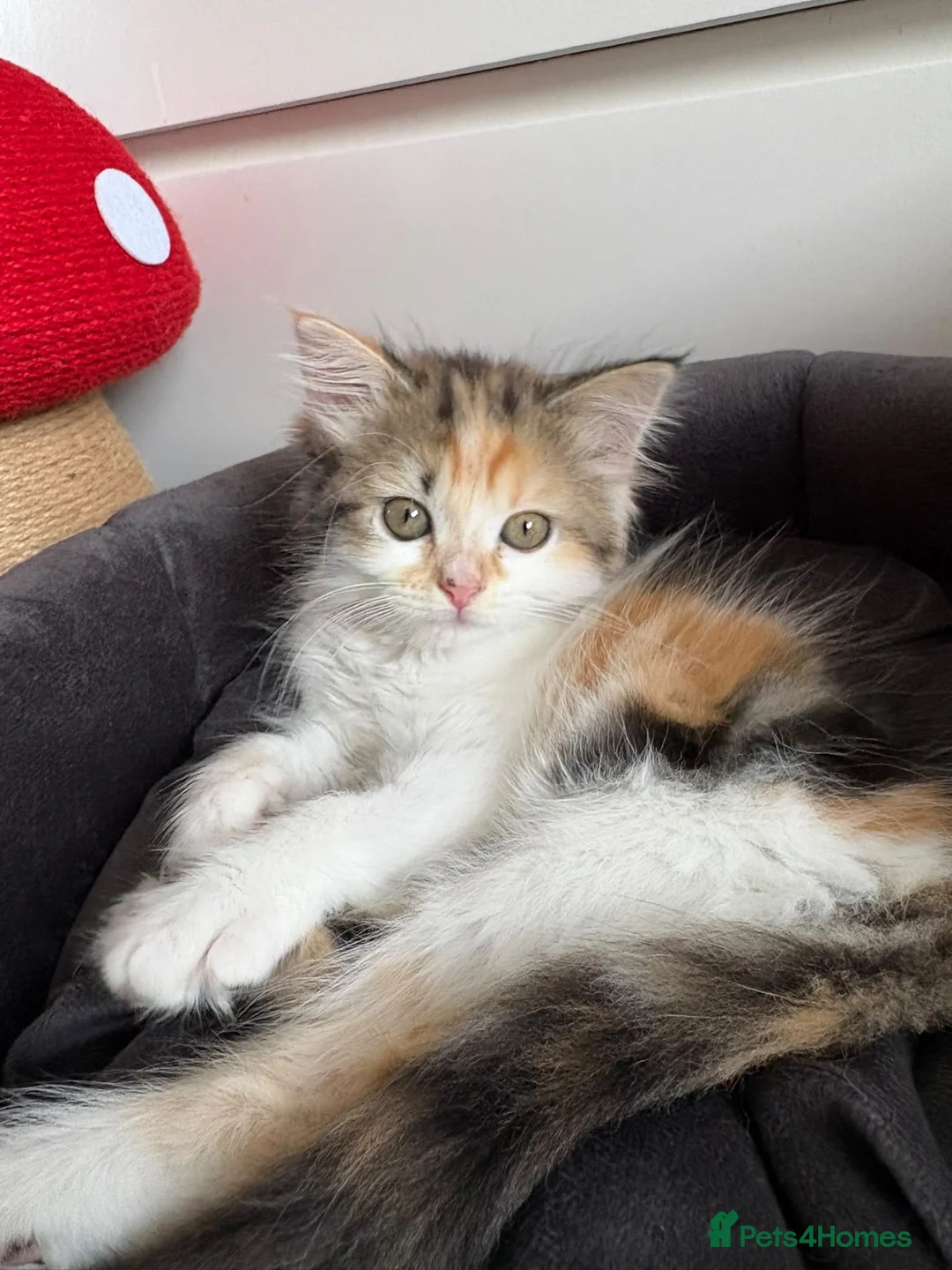 Mixed Breed cats for sale: 2 female mixed breed kittens in Bristol - Advert 2