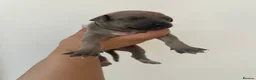 Italian Greyhound dogs for sale: Gorgeous Kc reg Italian greyhound  - Advert 8