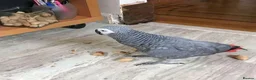 Parrots birds for sale: Healthy Congo African Grey Parrots in Warrington - Advert 5