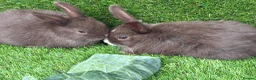Mixed Breed rabbits for sale: Chocolate button baby’s  - Advert 2