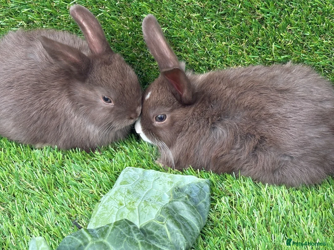 Mixed Breed rabbits for sale: Chocolate button baby’s  - Advert 2