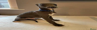 Whippet Puppy 8