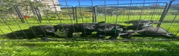 Labrador Retriever dogs for sale: Black Labrador Puppies, Kennel Club Registered - Advert 4