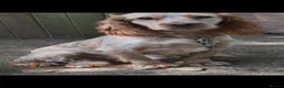 Sprocker dogs for sale: Puppy’s  - Advert 17