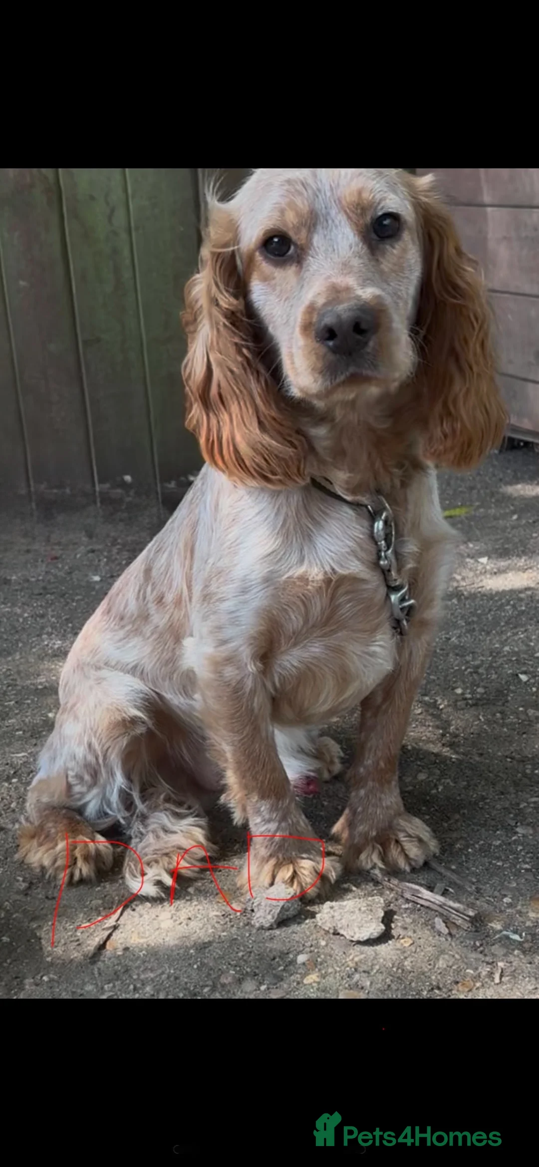Sprocker dogs for sale: Puppy’s  - Advert 17