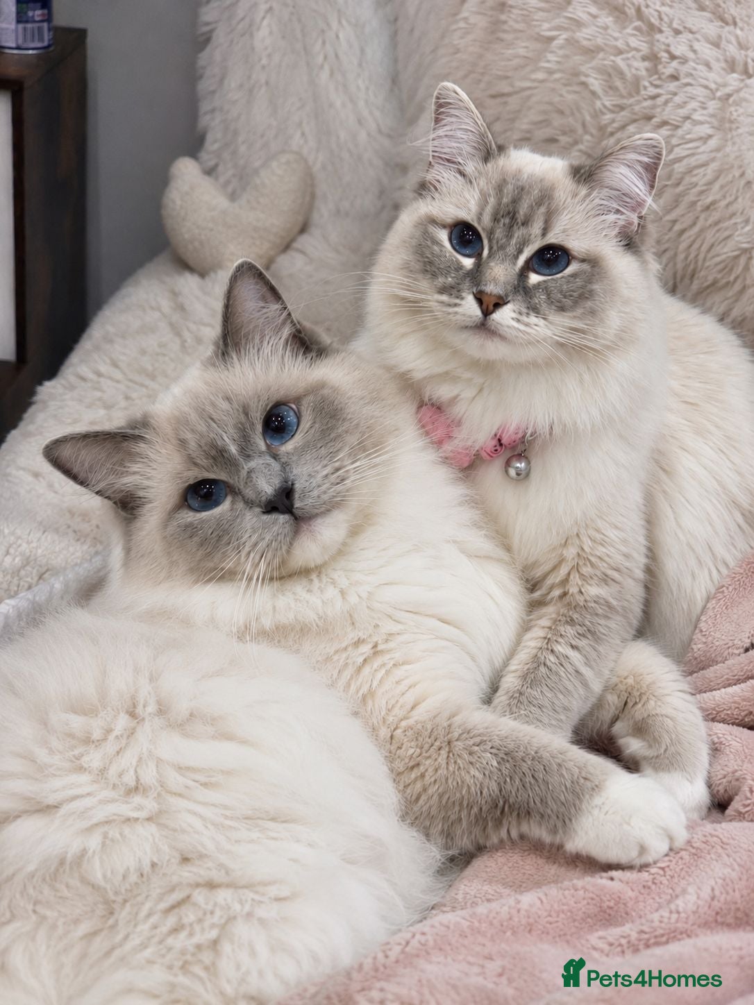 Ragdoll cats 🤍 GCCF Ragdoll Mum & Daughter 🤍 - Advert 1