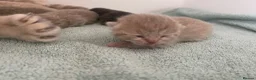 British Shorthair cats for sale: STUNNING LITTER OF RARE COLOUR KITTENS  - Advert 7