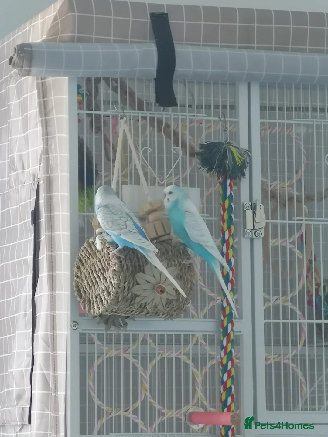 Budgerigars birds for sale: Budgerigars - one female one male - Advert 8