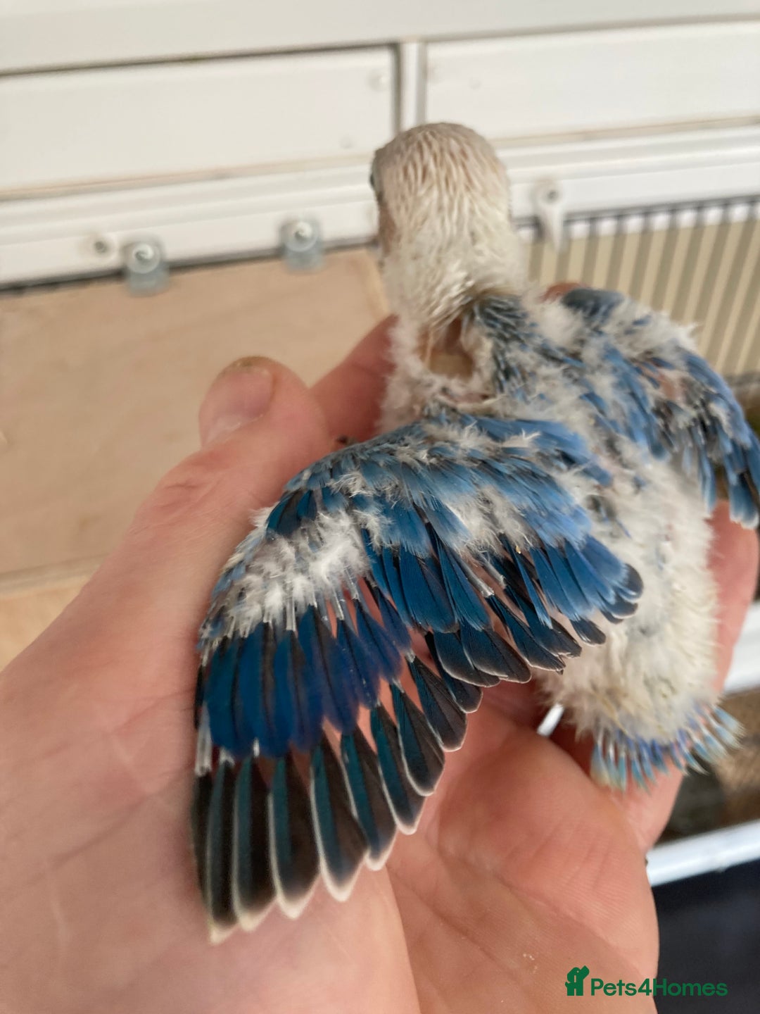 Lovebirds birds for sale: Love Birds - Advert 7