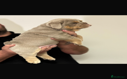 English Bulldog dogs for sale: Fully Suited Lilac & Tan boys  - Image 3
