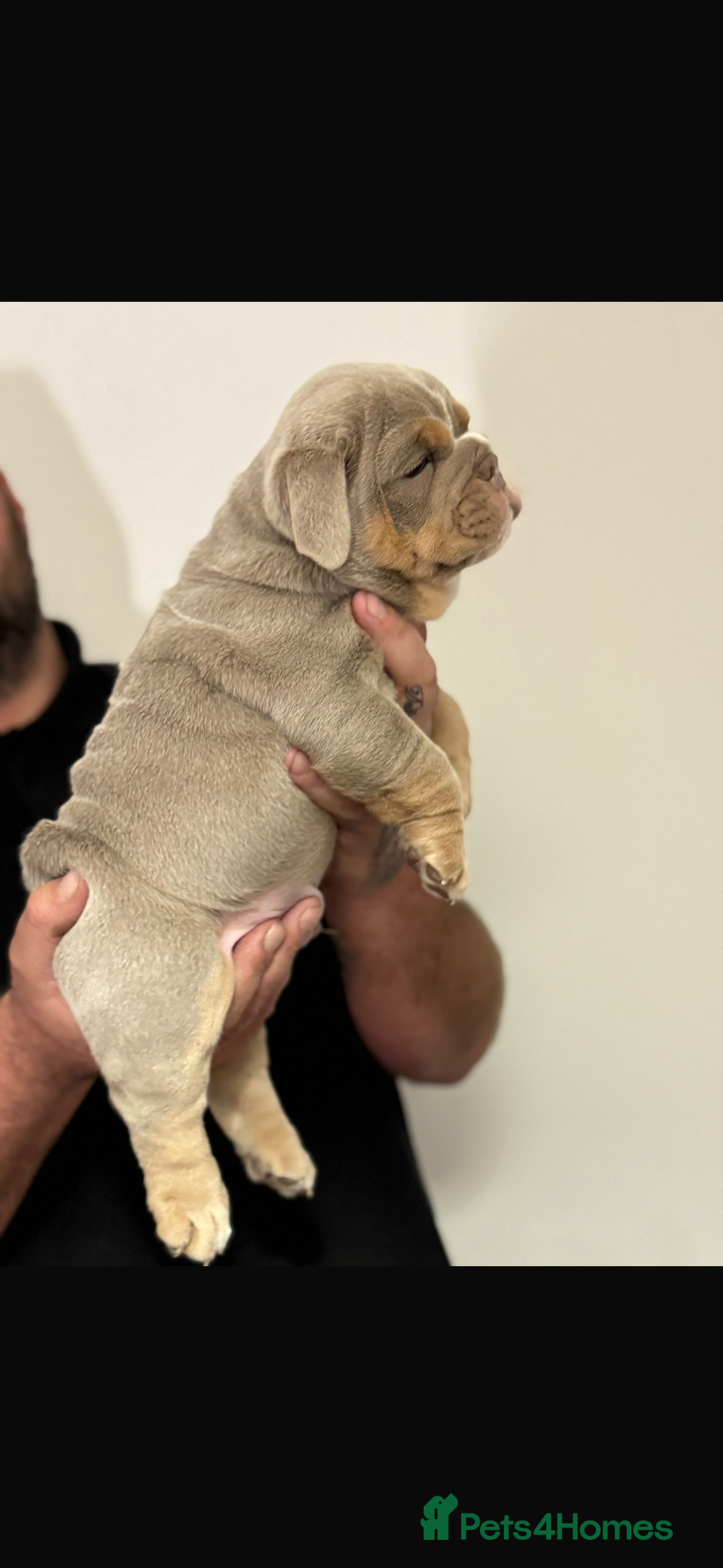 English Bulldog dogs for sale: Fully Suited Lilac & Tan boys  - Image 3