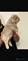 English Bulldog dogs - Advert 10