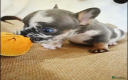 French Bulldog dogs for sale: Best Coat French Bulldogs puppies. - Image 5