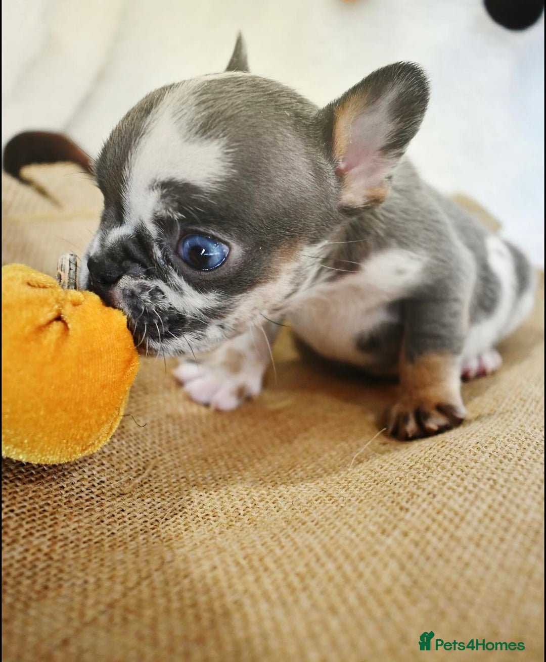 French Bulldog dogs for sale: Best Coat French Bulldogs puppies. - Image 5
