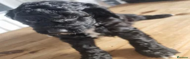 Cockapoo 4