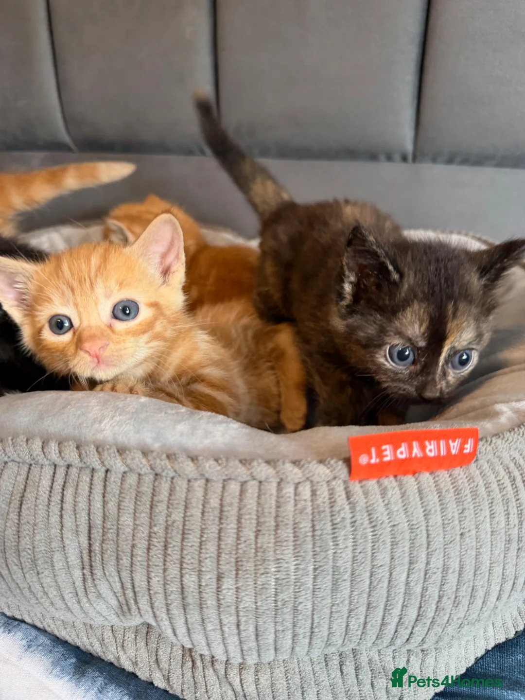 Mixed Breed cats for sale: 4 beautiful kittens  - Advert 2