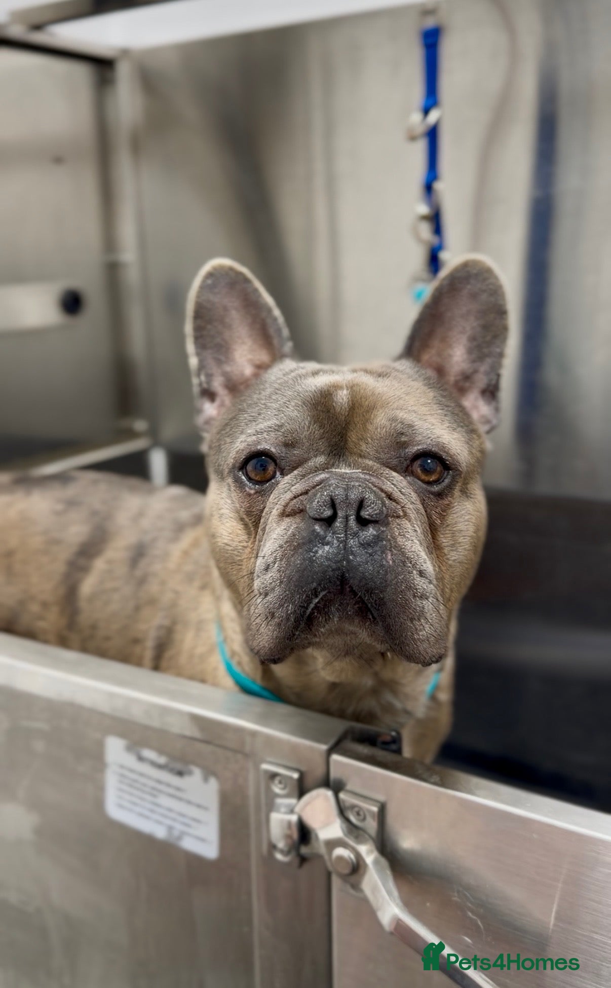 French Bulldog dogs Chocolate Merl French Bulldog - Advert 3