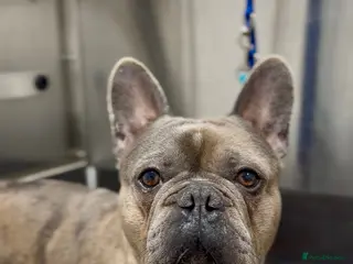 French Bulldog dogs Chocolate Merl French Bulldog - Advert 3