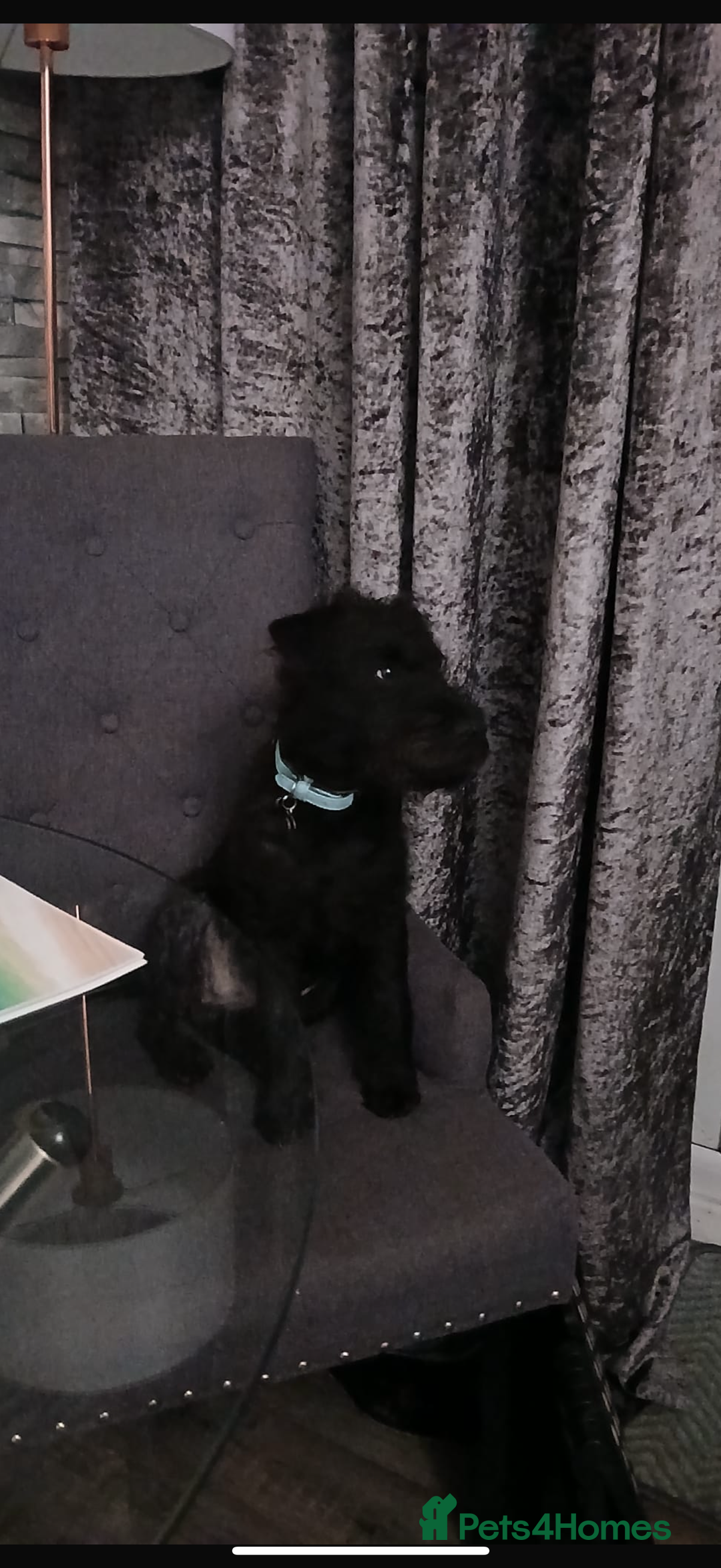 Patterdale Terrier dogs for sale: Patterdale for sale  - Image 2