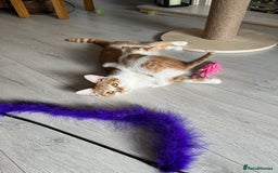 Domestic Shorthair cats for sale: Litter of 9 Beautiful Kittens - Image 31