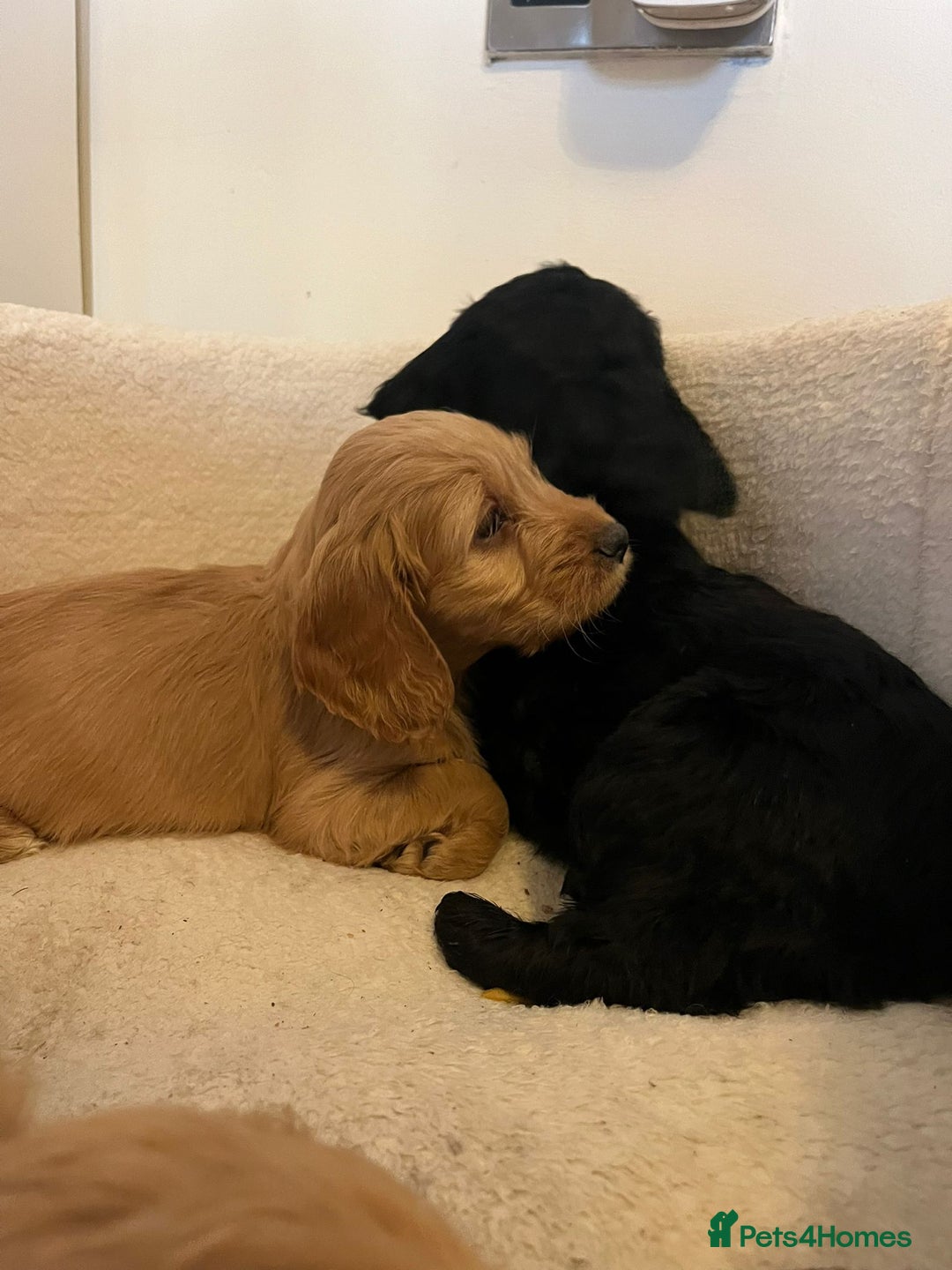 Cockapoo dogs for sale: Beautiful puppies  - Advert 12